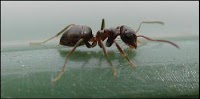 Rapid Pest Control Basingstoke 373756 Image 4